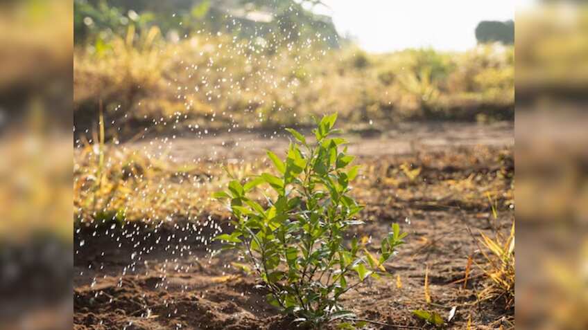 Economic Survey 2025: आर्थिक समीक्षा में अनाज उत्पादन घटाने और दलहन, खाद्य तेल उत्पादन बढ़ाने का सुझाव