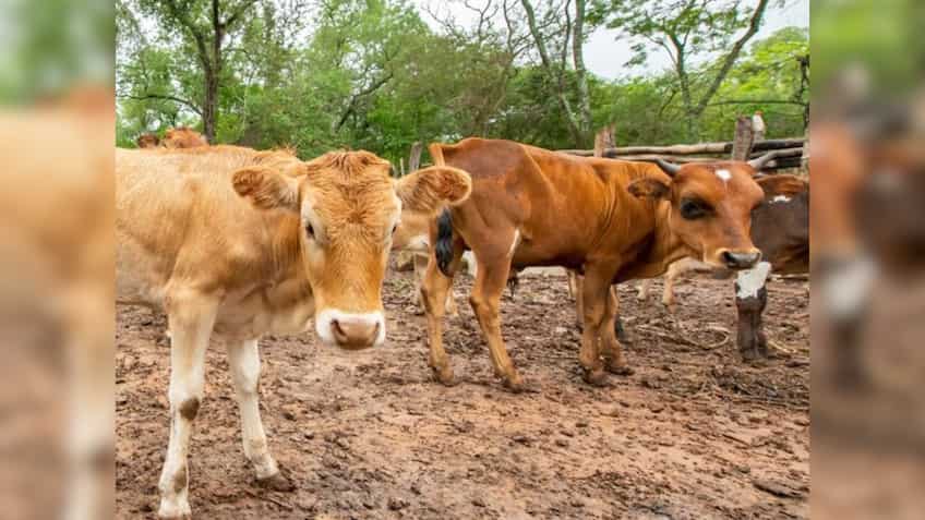 योगी सरकार का बड़ा फैसला, अब गोवंश की भरण-पोषण के लिए रोजाना मिलेंगे 50 रुपये