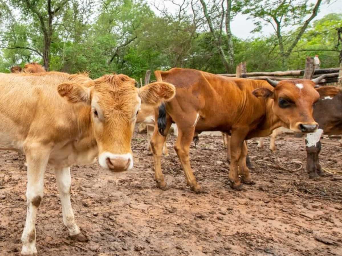 योगी सरकार का बड़ा फैसला, अब गोवंश की भरण-पोषण के लिए रोजाना मिलेंगे 50 रुपये