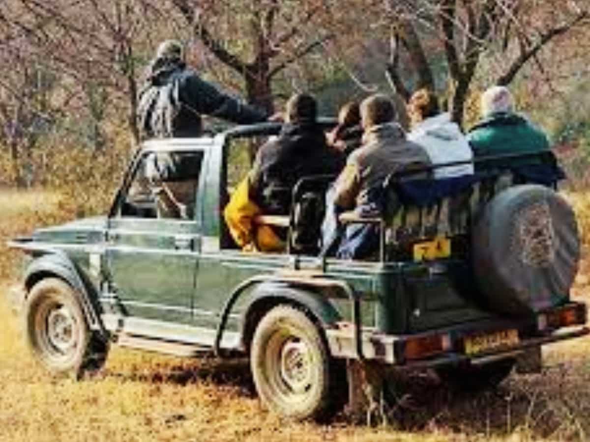 वीकेंड पर दोस्‍तों के साथ जाना है रणथंभौर जंगल सफारी? नोट कर लीजिए टाइमिंग्‍स और बुकिंग का तरीका