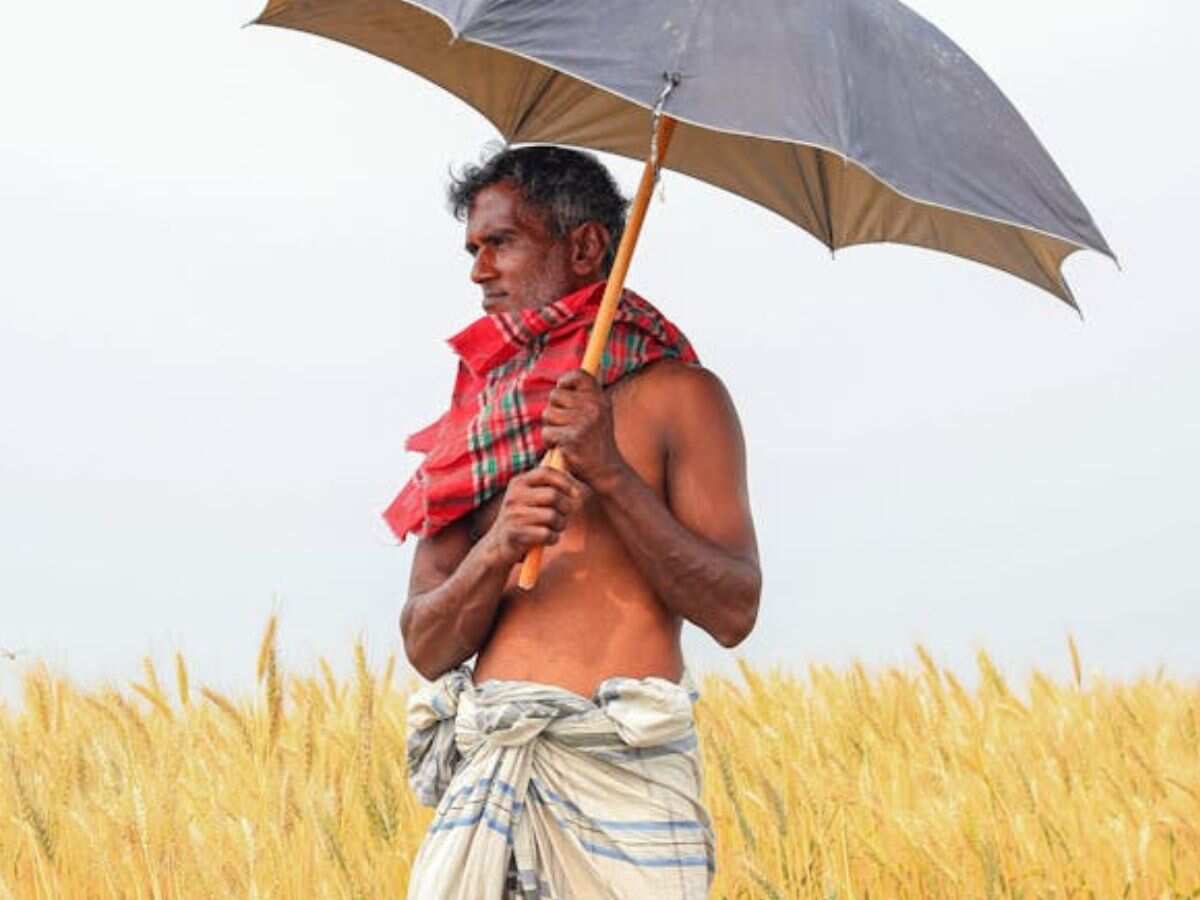 देश में इस साल होगा गेहूं का बंपर उत्पादन, फसल की सेहत अच्छी- कृषि मंत्री