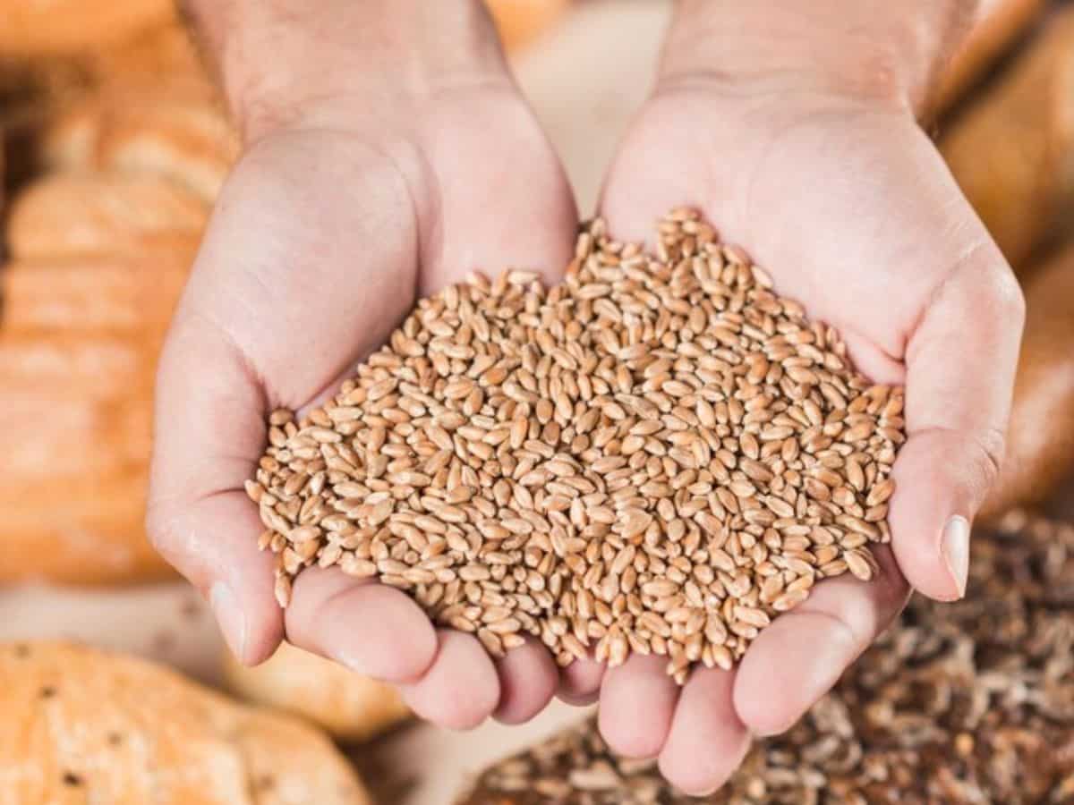 FY26 के लिए गेहूं खरीद का लक्ष्य तय, ₹2,425 प्रति क्विंटल पर होगी खरीद