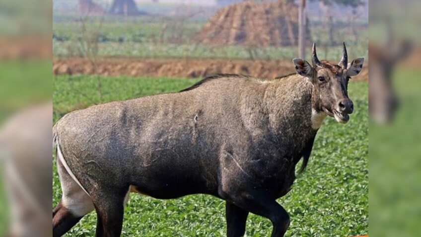 ब्लैक बक और नीलगाय नहीं पहुंचा पाएंगे फसलों को नुकसान, जानवरों को हेलीकॉप्‍टर से शिफ्ट करेगी सरकार