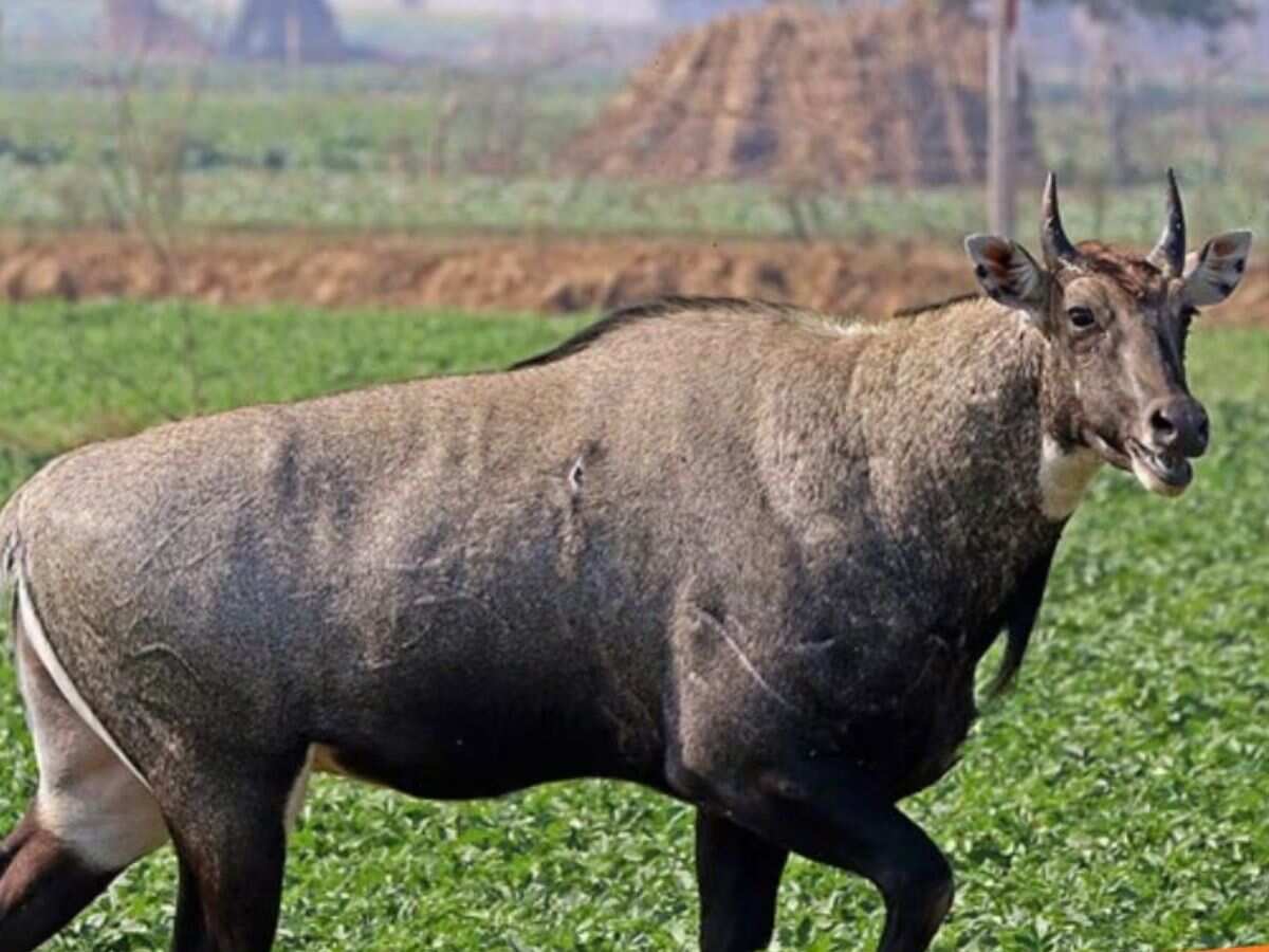 ब्लैक बक और नीलगाय नहीं पहुंचा पाएंगे फसलों को नुकसान, जानवरों को हेलीकॉप्‍टर से शिफ्ट करेगी सरकार