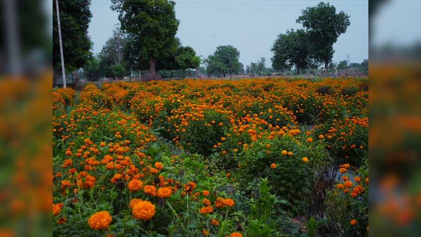 Success Story: फूलों की खेती ने किसान को बनाया मालामाल, सालाना ₹5 लाख की कमाई