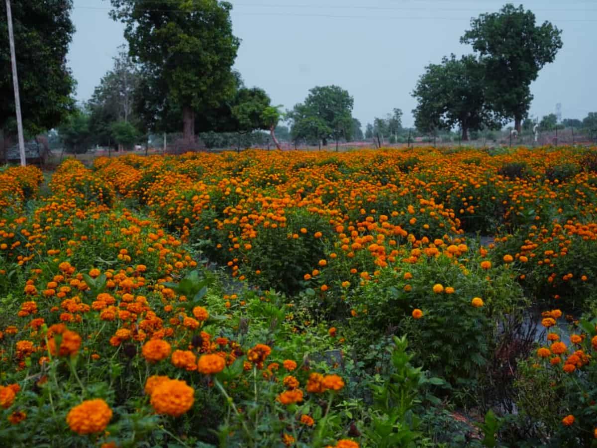 Success Story: फूलों की खेती ने किसान को बनाया मालामाल, सालाना ₹5 लाख की कमाई