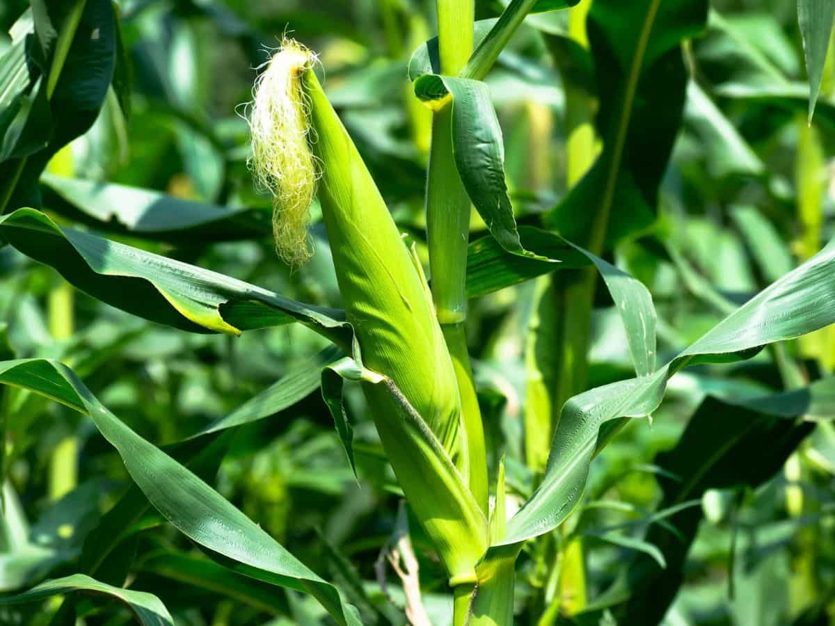 तेलंगाना में बेमौसम बारिश से बढ़ी किसानों की टेंशन, इन फसलों को हुआ भारी नुकसान