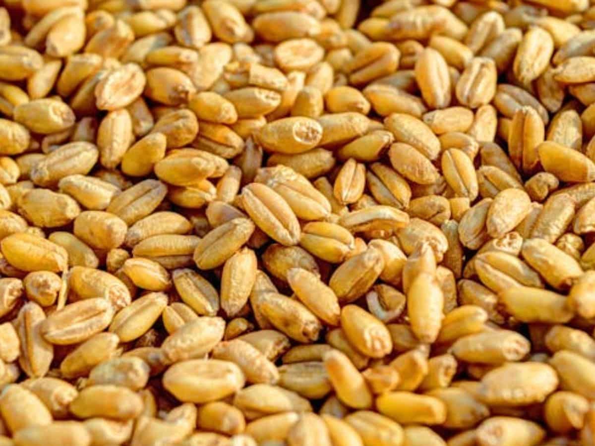 योगी सरकार का बड़ा फैसला, 100 क्विंटल तक गेहूं बिना वेरिफिकेशन के बेच सकेंगे किसान, 15 जून तक होगी खरीद