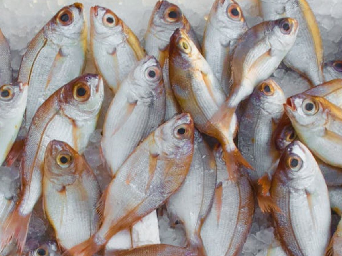 ताजी मछली की बिक्री के लिए मछुआरों को भारी सब्सिडी दे रही ये सरकार, नोट करें आवेदन की अंतिम तारीख