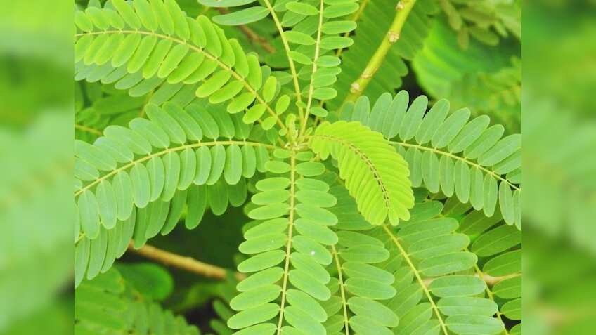 मिट्टी के लिए वरदान है यह हरी खाद, रबी फसल की कटाई के बाद खाली खेत में करें बिजाई, जानिए फायदे