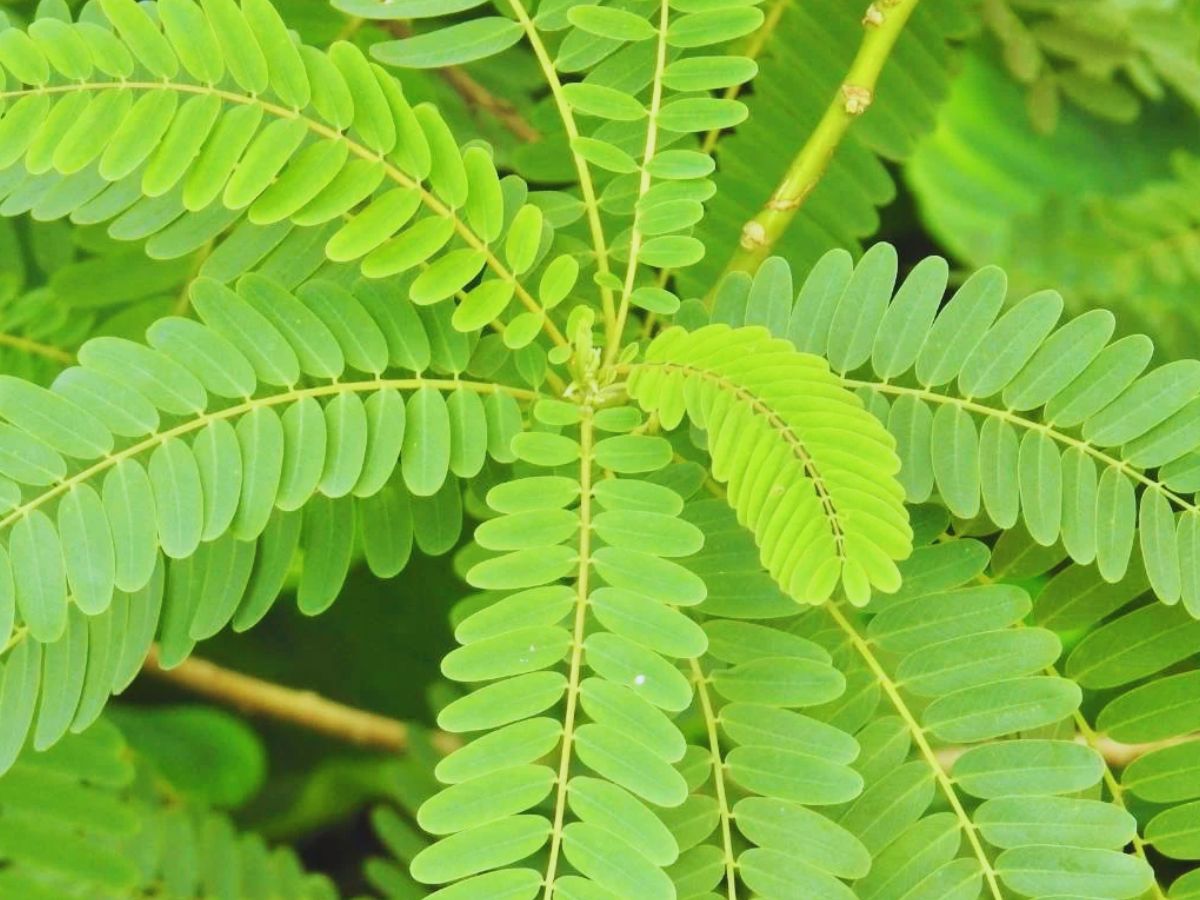 मिट्टी के लिए वरदान है यह हरी खाद, रबी फसल की कटाई के बाद खाली खेत में करें बिजाई, जानिए फायदे