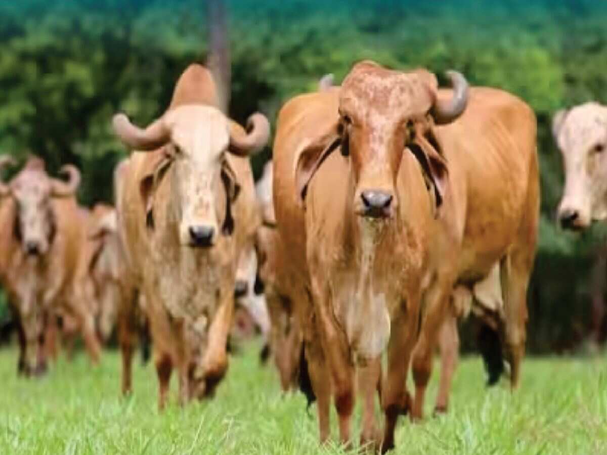 सुनहरा मौका! देसी गाय पालने पर 75% तक सब्सिडी दे रही सरकार, इस वेबसाइट पर करें आवेदन