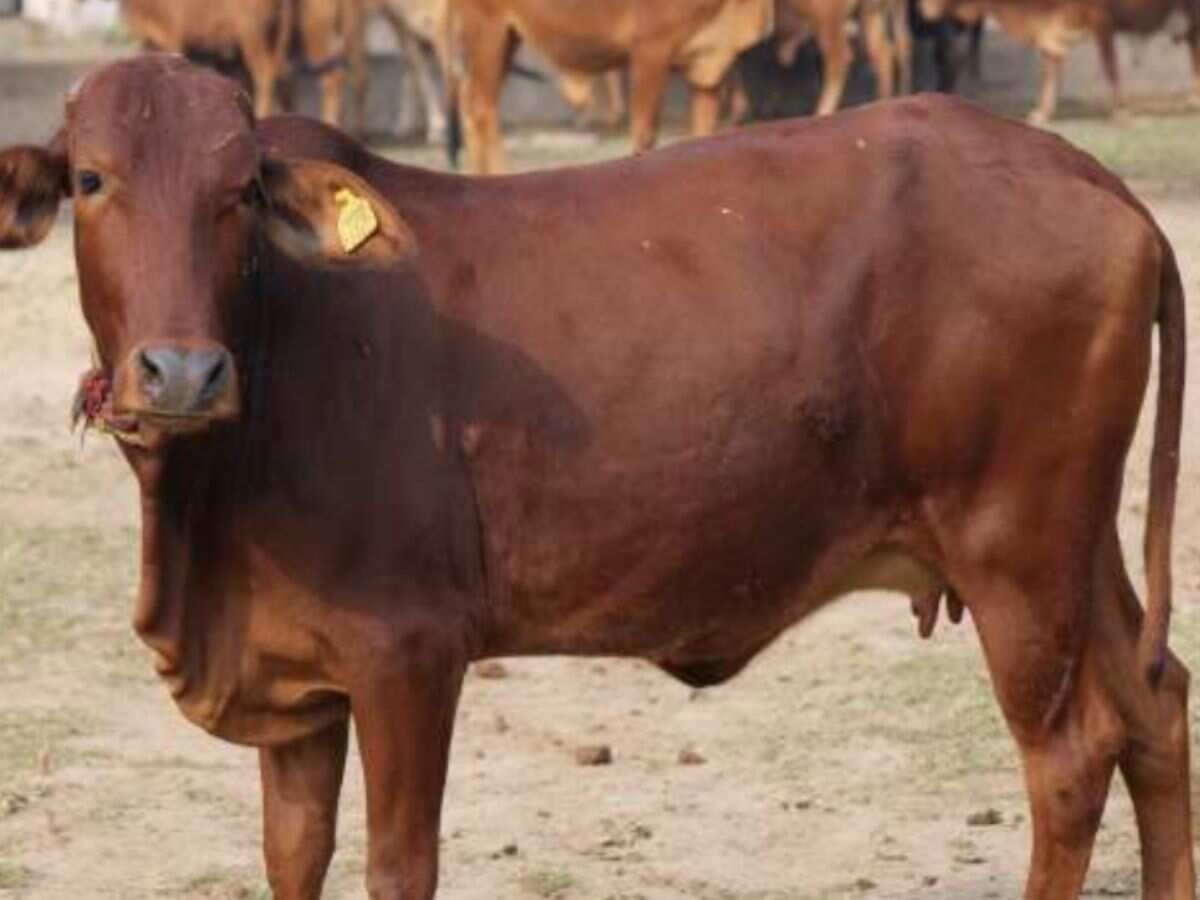 गाय-भैंस पालकों के लिए खुशखबरी! दुधारू पशुओं के बीमा के लिए सरकार दे रही 75% सब्सिडी, जानें पूरी डीटेल