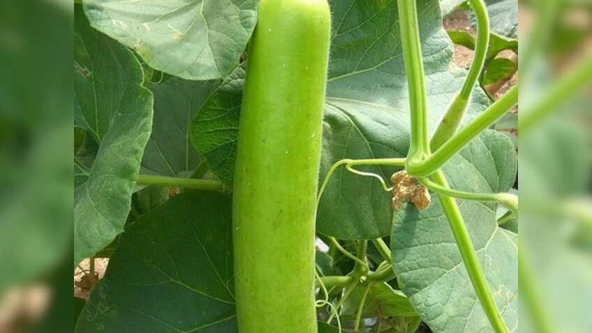 अप्रैल में घीया की खेती किसानों को देगी बंपर मुनाफा, बुवाई के लिए बेस्ट हैं ये किस्में, प्रति एक 120 क्विंटल तक पैदावार
