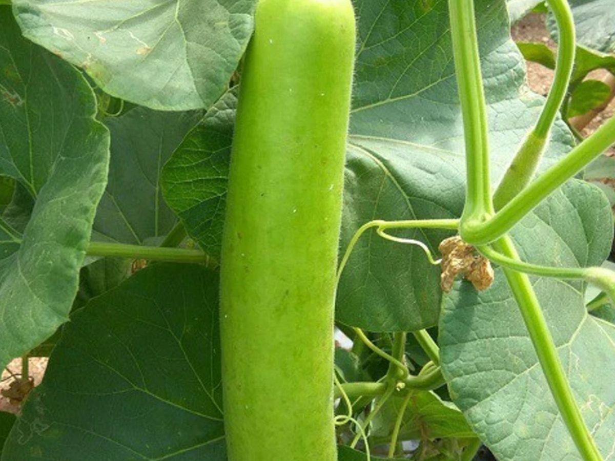 अप्रैल में घीया की खेती किसानों को देगी बंपर मुनाफा, बुवाई के लिए बेस्ट हैं ये किस्में, प्रति एक 120 क्विंटल तक पैदावार