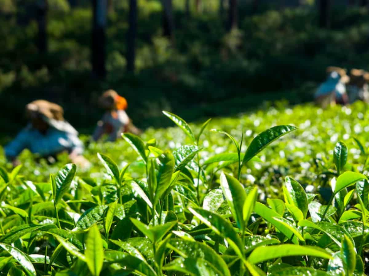असम और बंगाल में चाय बागानों पर ग्रीनफ्लाई कीट का हमला, 55% तक घटी उपज