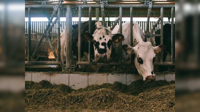 गौशालाओं के लिए सरकार का बड़ा ऐलान, अब हर एक गाय के लिए रोजाना देगी ₹40