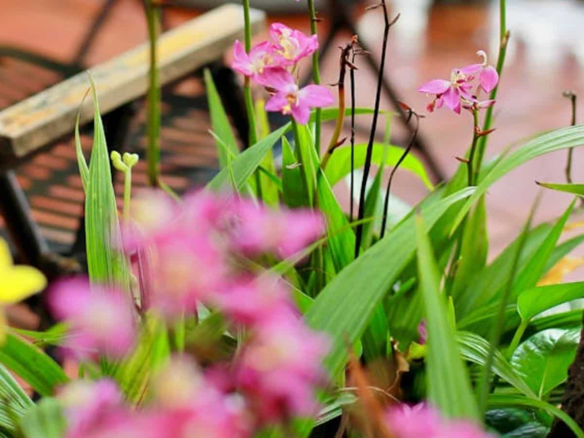 गमले से साथ मिलेगा पौधा