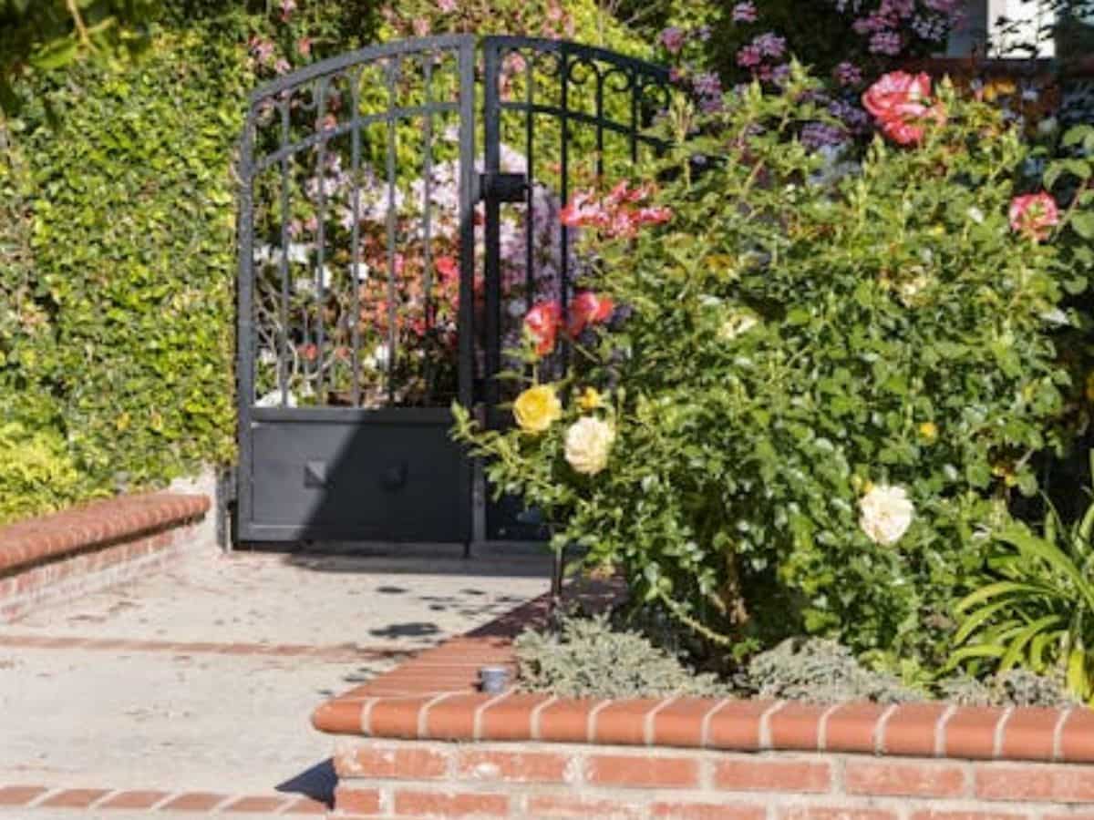 घर की छत पर उगाएं ये पौधे