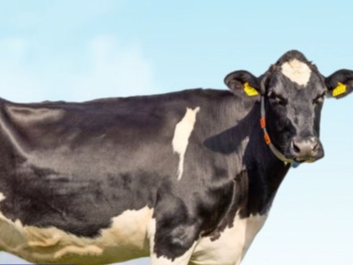 यूरोपीय देशों के मवेशियों में फैला ये संक्रामक रोग, आप भी पालते हैं गाय, भेड़, बकरी तो जान लें लक्षण और रोकथाम के उपाय