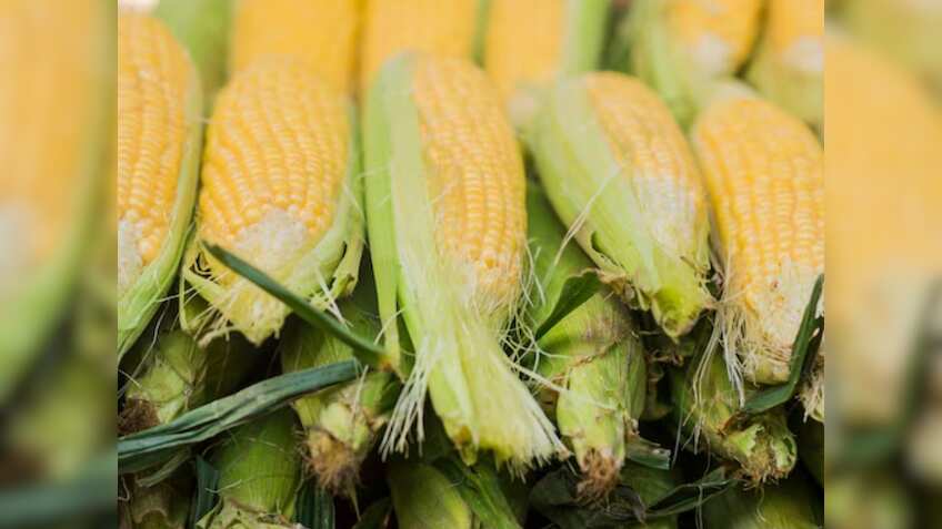 किसानों की मेहनत लाई रंग, बंजर जमीन पर इस फसल की खेती से कमा रहे मोटा मुनाफा