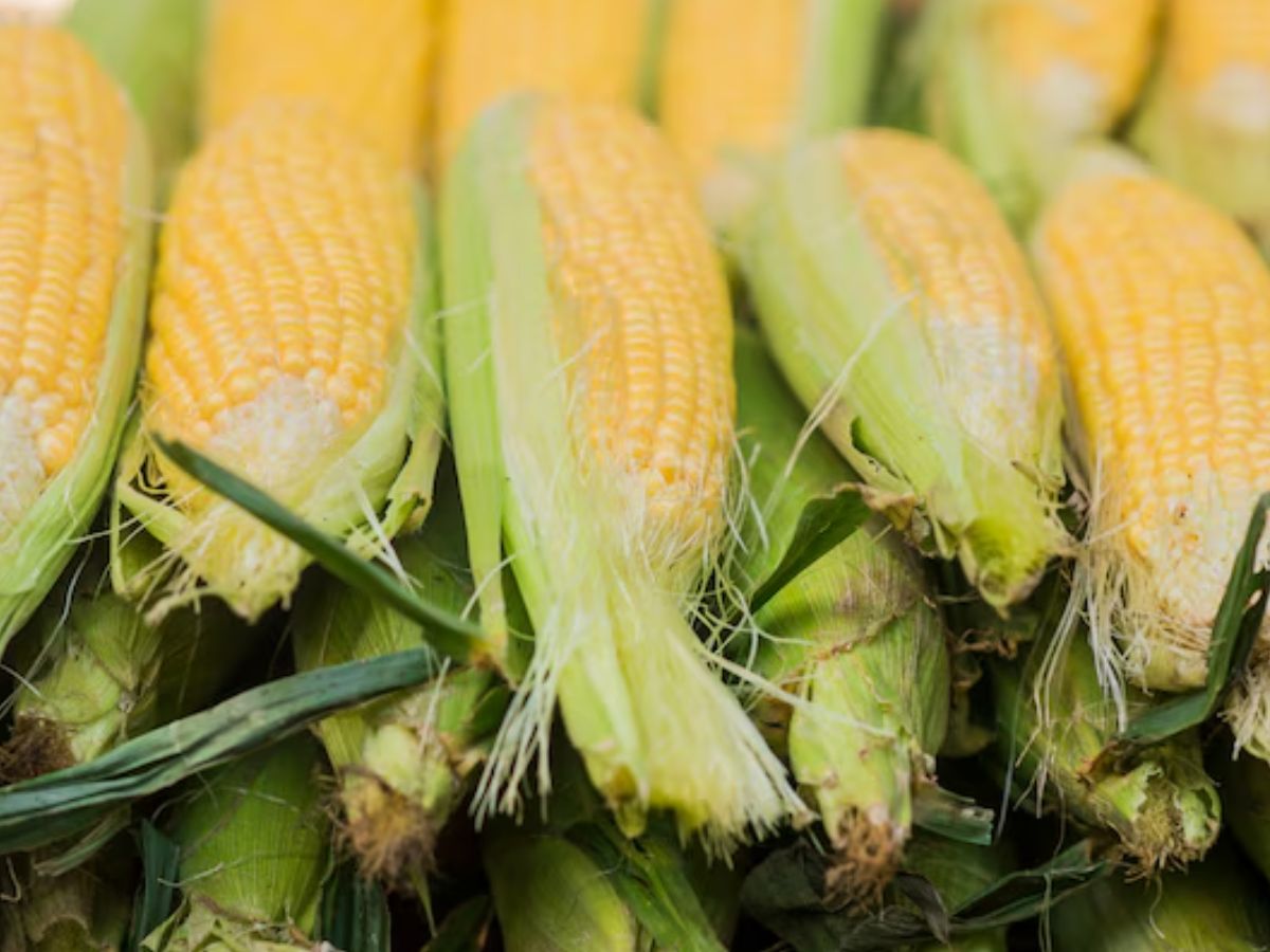 किसानों की मेहनत लाई रंग, बंजर जमीन पर इस फसल की खेती से कमा रहे मोटा मुनाफा