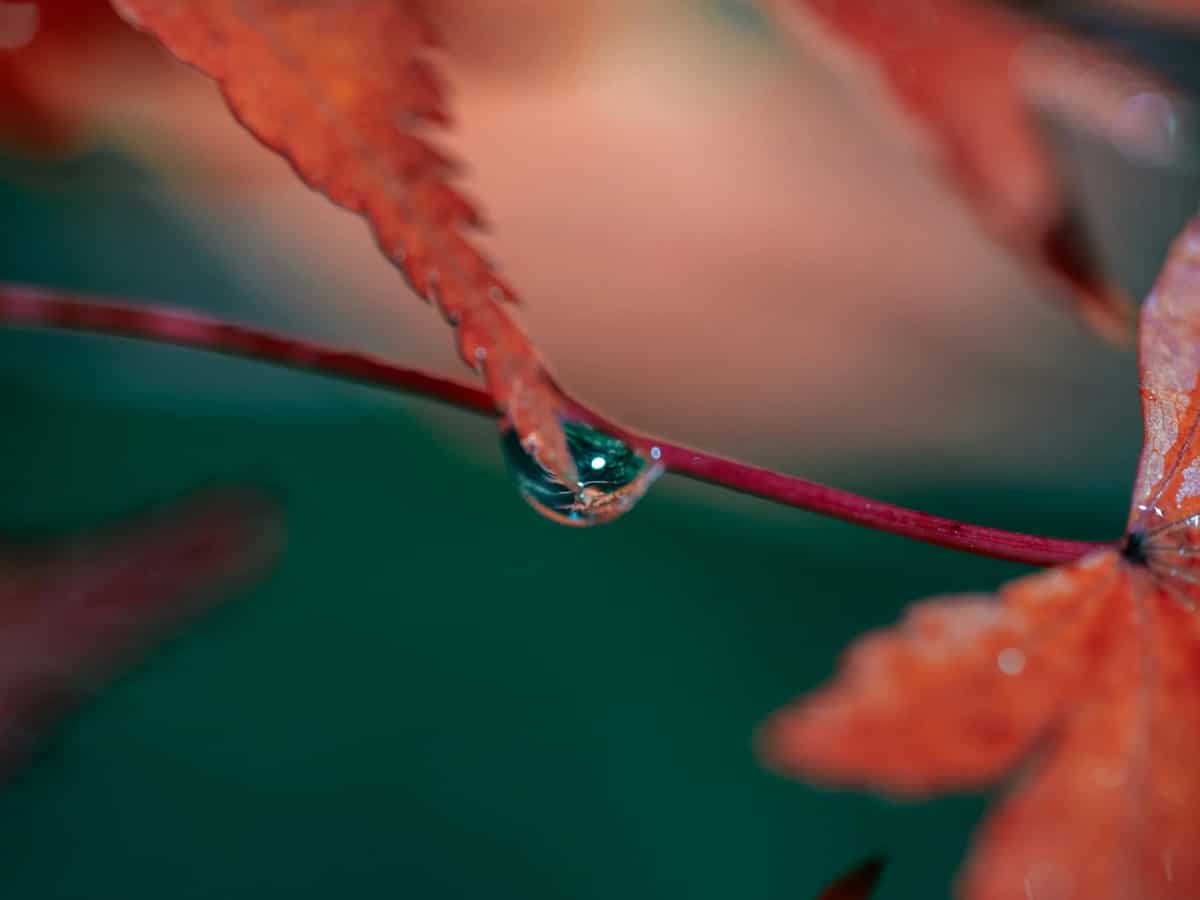 बारिश की गोल बूंदें