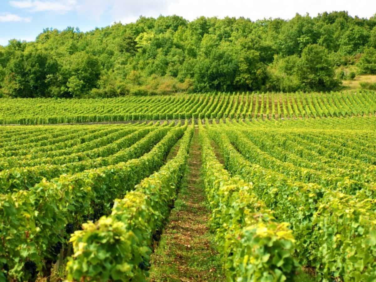 PKVY: शुरू करें जैविक खेती, सरकार देगी प्रति हेक्टेयर ₹31,500, जानें कैसे उठाएं फायदा