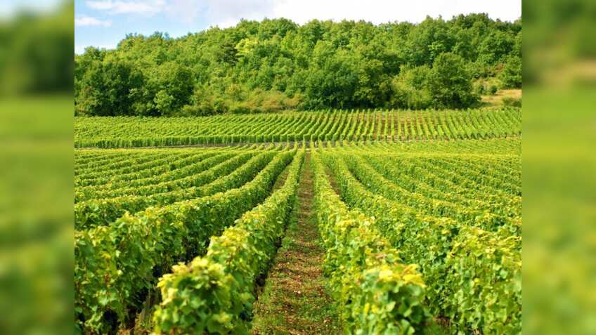 PKVY: शुरू करें जैविक खेती, सरकार देगी प्रति हेक्टेयर ₹31,500, जानें कैसे उठाएं फायदा