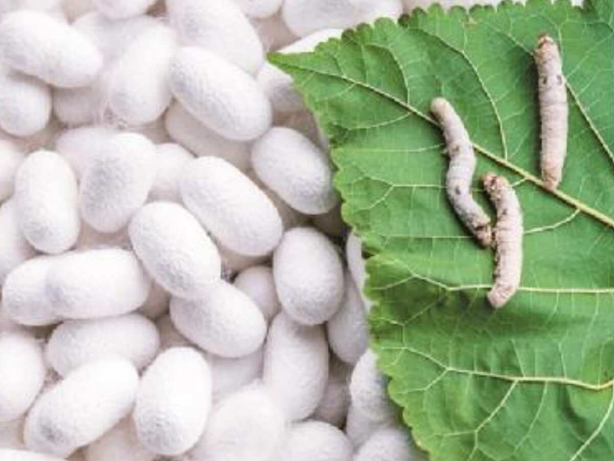 Silk Production: रेशम की चमक से रोशन होंगे गांव! योगी सरकार ने बनाया बड़ा प्लान, ग्रामीण रोजगार को मिलेगा बूस्ट