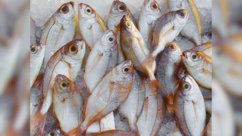 मछली पालन को मिलेगा बूस्ट, कोस्टल स्टेट्स मीट में ₹255 करोड़ का प्रोजेक्ट होगा लॉन्च