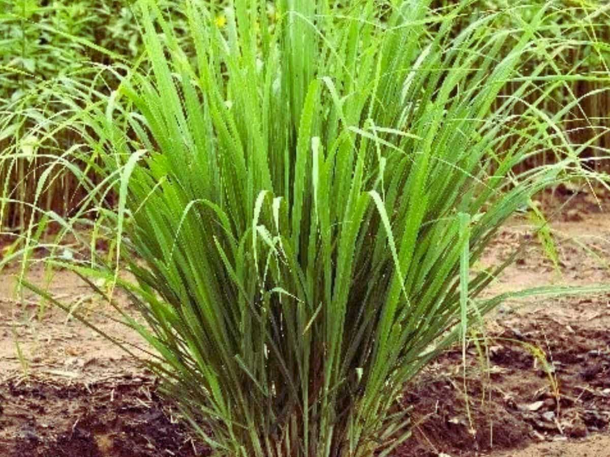 बंजर जमीन उगल रहा सोना! इस फसल की खेती से लाखों कमा रहे ये दो भाई