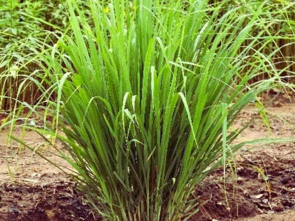 बंजर जमीन उगल रहा सोना! इस फसल की खेती से लाखों कमा रहे ये दो भाई