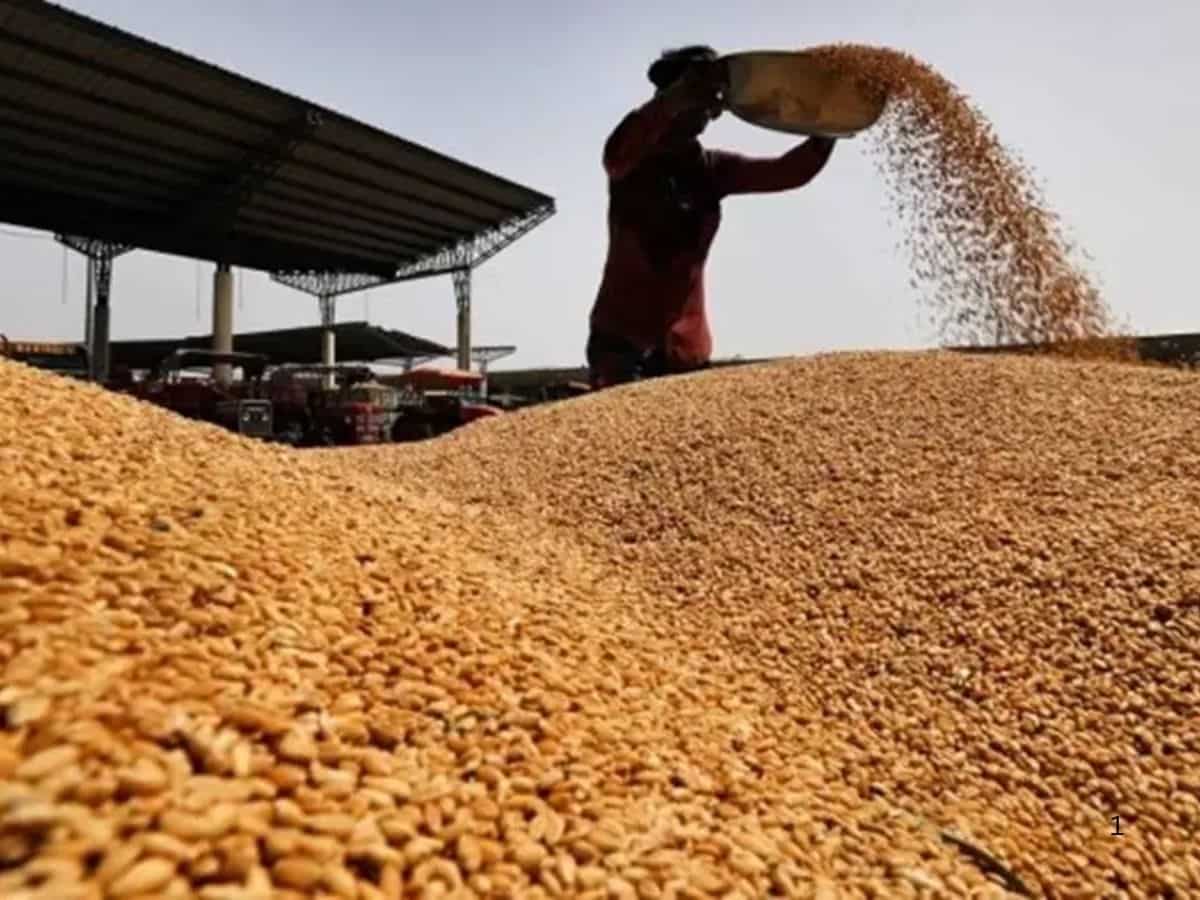 MSP पर सरकार ने खरीदा 256 लाख टन गेहूं, किसानों को 62000 करोड़ रुपए से ज्यादा का भुगतान