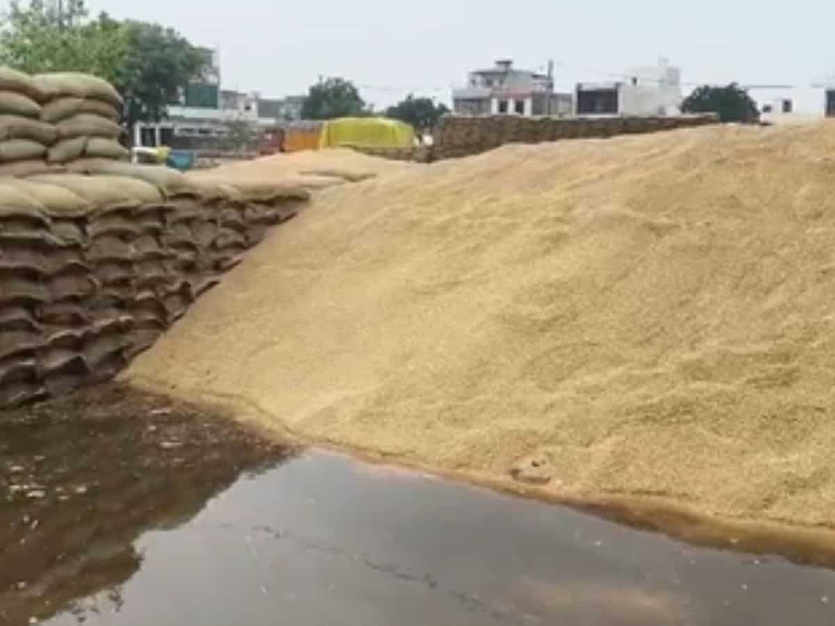 जींद की अनाज मंडी में बारिश से भीगा करोड़ों का गेहूं, आढ़तियों को भारी नुकसान
