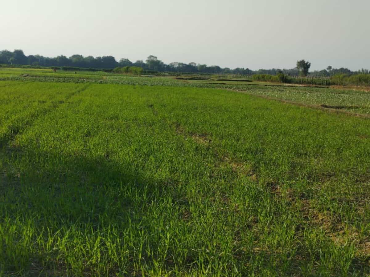 Natural Farming: गेहूं, कच्ची हल्दी और जौ की सरकारी खरीद प्रक्रिया शुरू, इस भाव पर खरीदेगी ये सरकार