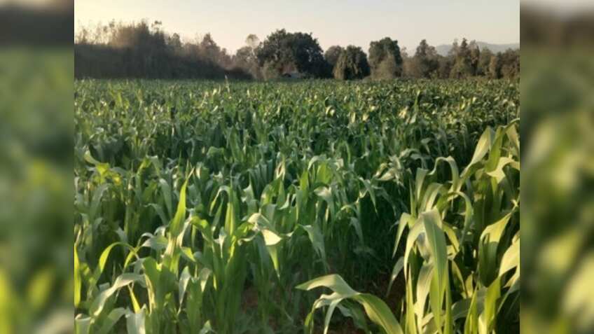 धान छोड़कर शुरू की मक्का की खेती, अब प्रति हेक्टेयर होगा ₹35 हजार का मुनाफा