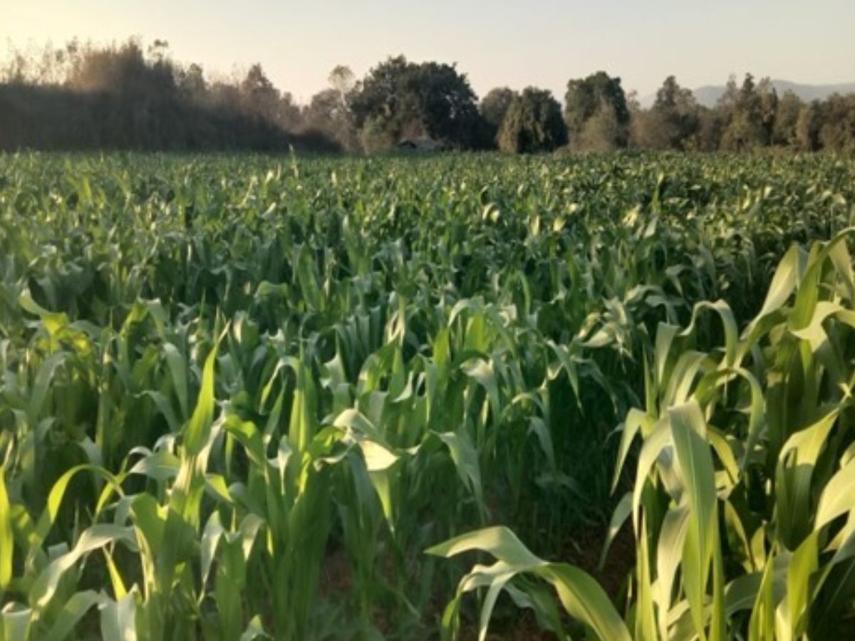 धान छोड़कर शुरू की मक्का की खेती, अब प्रति हेक्टेयर होगा ₹35 हजार का मुनाफा