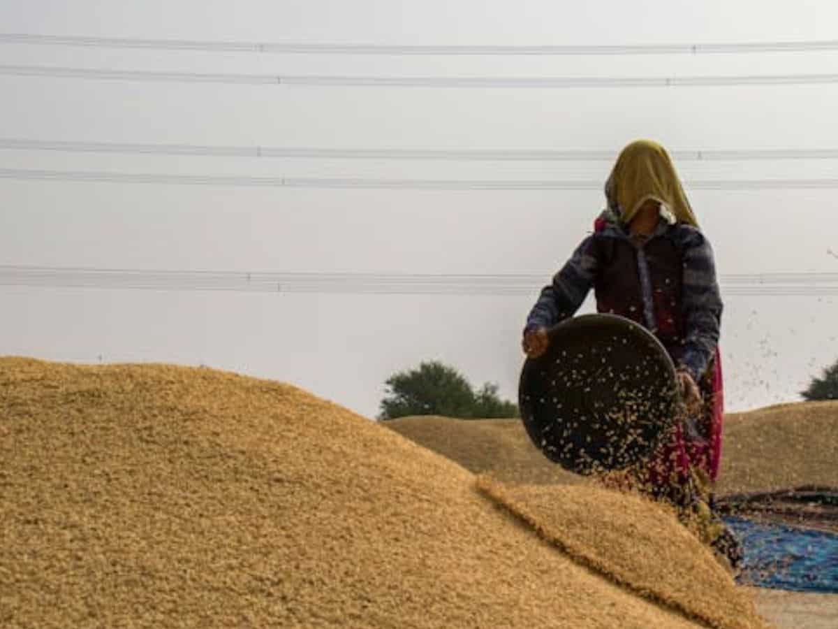 Wheat Procurement: सरकारी गेहूं खरीद ने बनाया रिकॉर्ड, पार किया 2.86 करोड़ टन का आंकड़ा, पिछले साल से ज्यादा