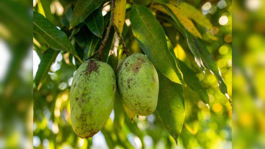 Mango Export: योगी सरकार के राज में आम किसानों की बल्ले-बल्ले! विदेश तक पहुंची यूपी के आम की मिठास