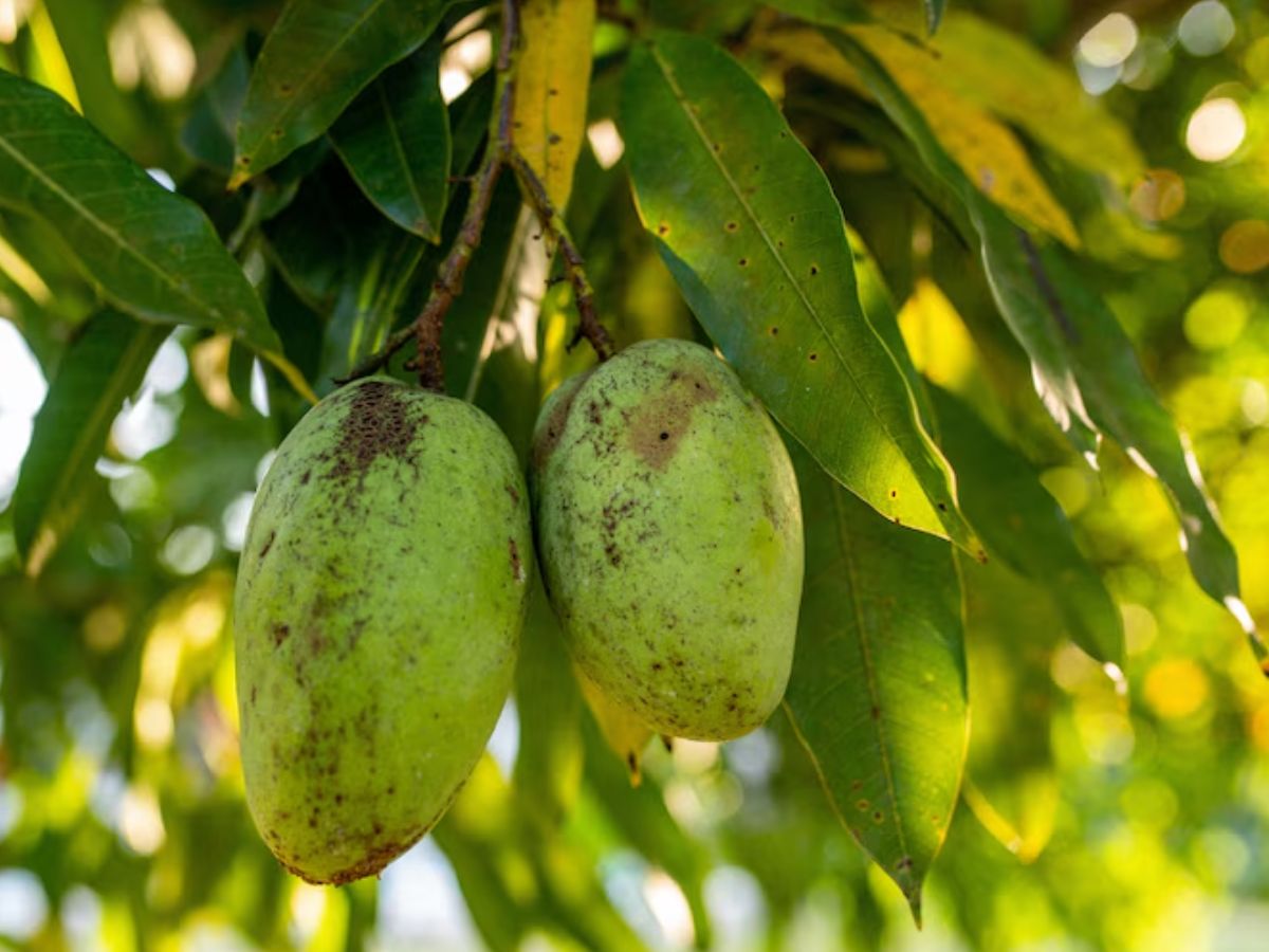 Mango Export: योगी सरकार के राज में आम किसानों की बल्ले-बल्ले! विदेश तक पहुंची यूपी के आम की मिठास