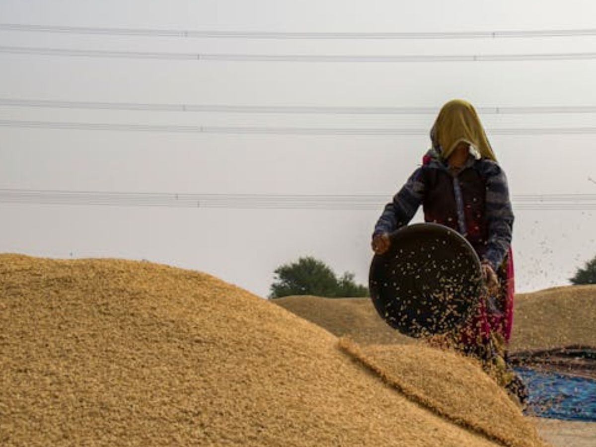 Wheat Procurement: सरकार ने 290 लाख टन गेहूं खरीदा, कुल खरीद 320-325 लाख टन होने की उम्मीद