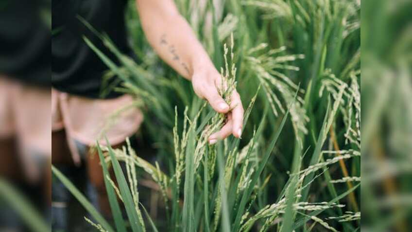 खरीफ सीजन में धान की इन किस्मों की करें बुवाई, सब्सिडी पर बीज दे रही ये सरकार