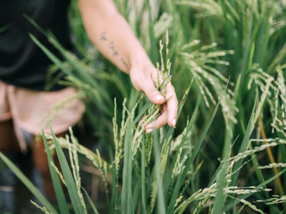खरीफ सीजन में धान की इन किस्मों की करें बुवाई, सब्सिडी पर बीज दे रही ये सरकार