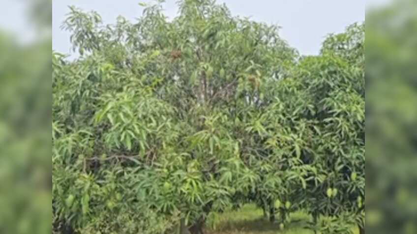 Success Story: आम की इस वैरायटी ने किसान की बदली किस्मत, खटाखट छाप दिए पैसे, अपनाया ये खास तकनीक