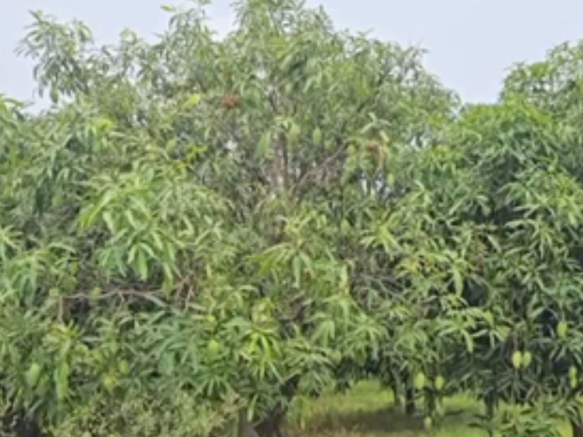 Success Story: आम की इस वैरायटी ने किसान की बदली किस्मत, खटाखट छाप दिए पैसे, अपनाया ये खास तकनीक