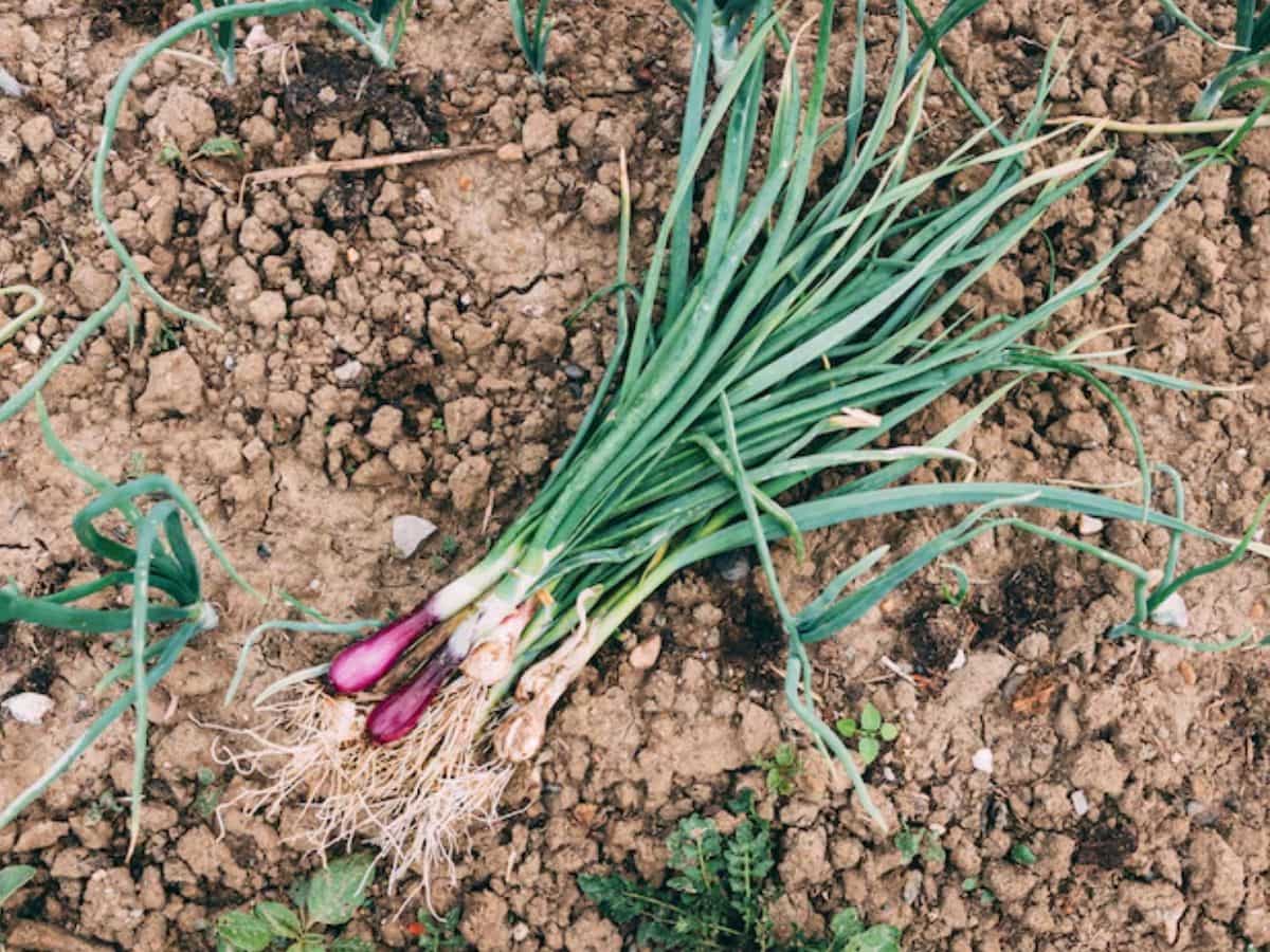 75% मिलेगी सब्सिडी