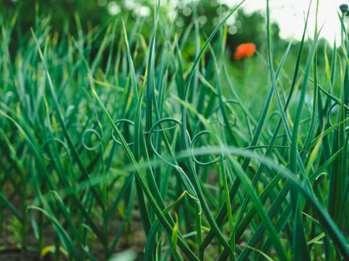 जरूरी डॉक्यूमेंट्स