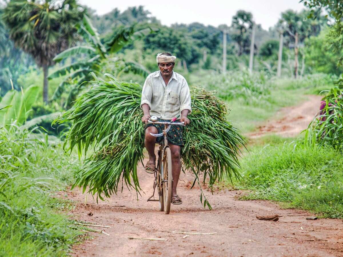 लाखों किसानों के लिए गुड न्यूज! कैबिनेट ने खरीफ फसलों पर बढ़ाई MSP, किसान क्रेडिट कार्ड पर भी बड़ा ऐलान