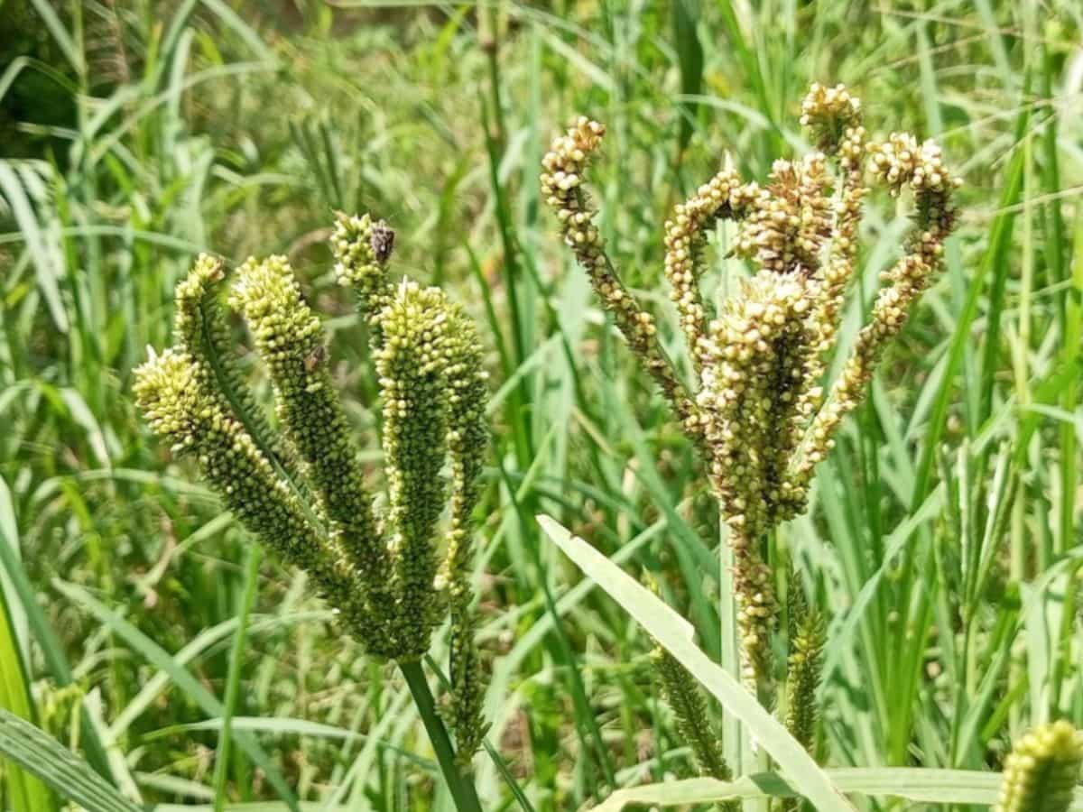 धान से दोगुनी कमाई कराएगी ये फसल! सरकार ने ₹596 प्रति क्विंटल बढ़ाई MSP, खाद और कीटनाशक पर होता है कम खर्च